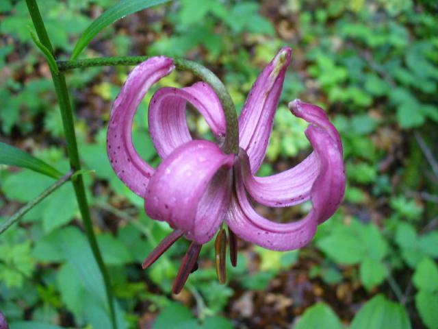 090627_29padis_turbanliliom(lilium martagon)